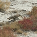 Etosha Park voorhistorisch ?