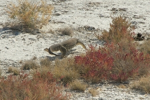 Etosha Park voorhistorisch ?