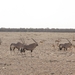 Etosha Park oryxen en springbokken