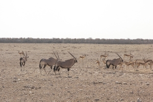 Etosha Park oryxen en springbokken