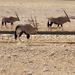 Etosha Park oryxen