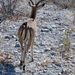 Etosha Park impala