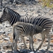 Etosha Park zeebra's