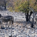 Etosha Park zeebra's