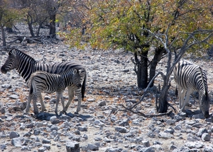 Etosha Park zeebra's