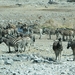 Etosha Park zeebra's