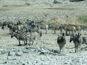 Etosha Park zeebra's