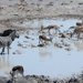 Etosha Park zeebra's en springbokken