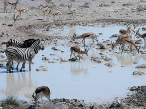 Etosha Park zeebra's en springbokken