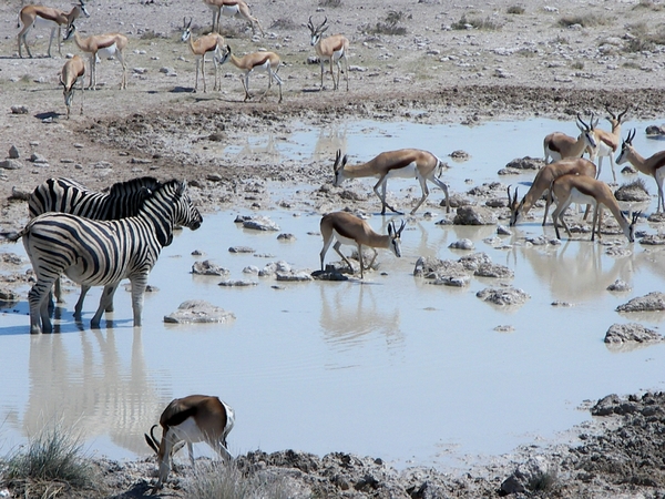 Etosha Park zeebra's en springbokken