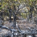 Etosha Park : leeuwen