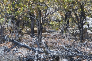 Etosha Park : leeuwen