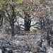 Etosha Park : leeuwen