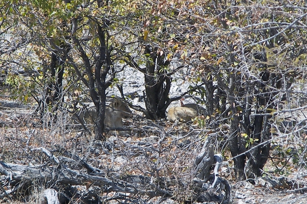Etosha Park : leeuwen