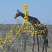 Etosha Park : giraffe