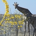 Etosha Park : giraffe