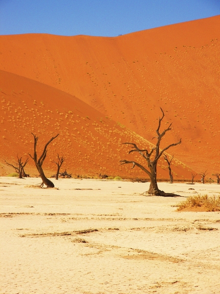 Sosussvlei / Deadvlei met dode acacia's