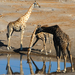 Etosha Park Giraffen aan drinkplaats