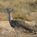 De Koritrap vogel in Etosha