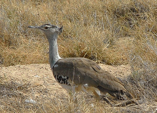 De Koritrap vogel in Etosha