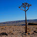 Kokerboomwoud in Keetmanshoop