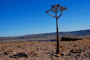 Kokerboomwoud in Keetmanshoop