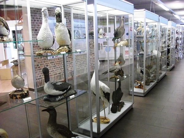 43-Vogelwereld in al zijn facetten