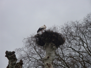 ooievaarpark
