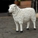SCHAAP