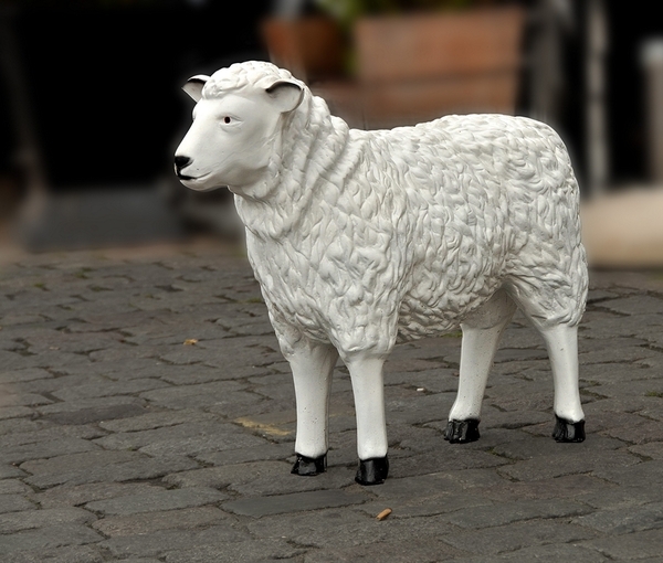SCHAAP