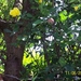 Gele klimroos in de fruitboom.100_1294