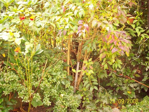 Herfst op mijn eilandje.