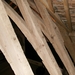 culan agonac 2009 011