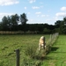 culan agonac 2009 042