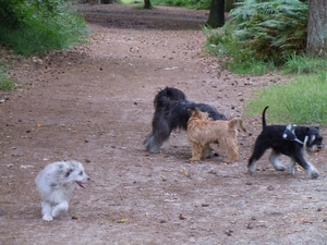 Wandeling 21-8-2011 (2)