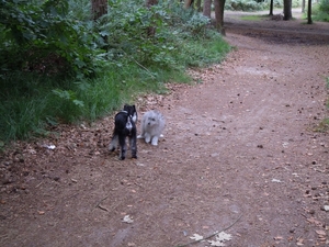 Wandeling 21-8-2011 (3)