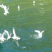 Noordkaap 2011 233