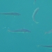 Noordkaap 2011 264