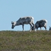 Noordkaap 2011 357
