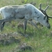 Noordkaap 2011 430