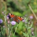 001 DE TUIN FRIVOLE....