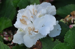 027