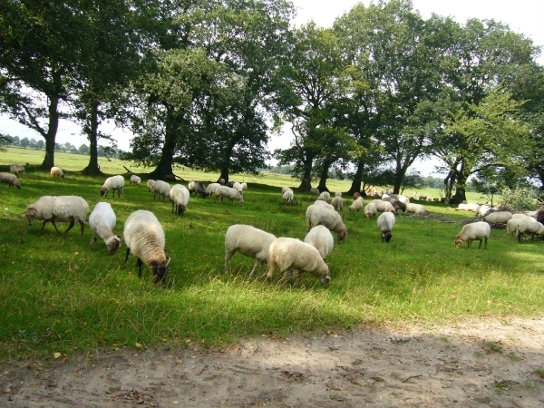 Schaapskudde Ballorveld.