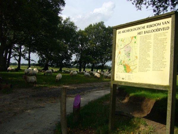 Schaapskudde Ballorveld.