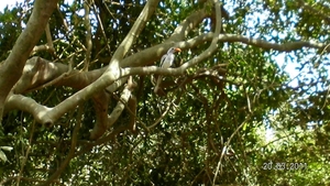 Gambia 2011 216
