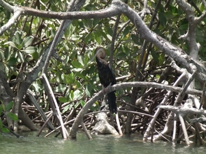 hier bij de mangroeven