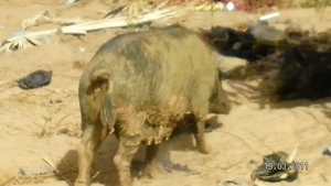 de varkens leven tussen het vuil