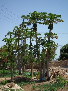 papaia bomen