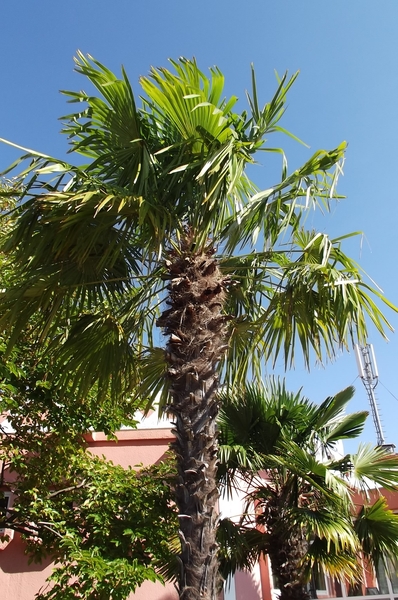 palm