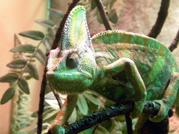 cameleon